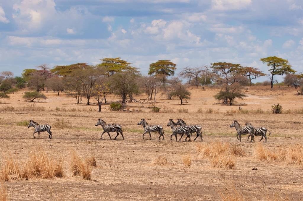 Combien coûte un Safari Tanzanien ? Décortiquons les prix